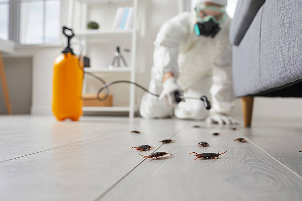 Post-Treatment Bed Bug Interceptor Monitoring in Ponchatoula